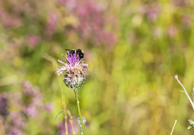 Bumblee on a flower in a field margin
