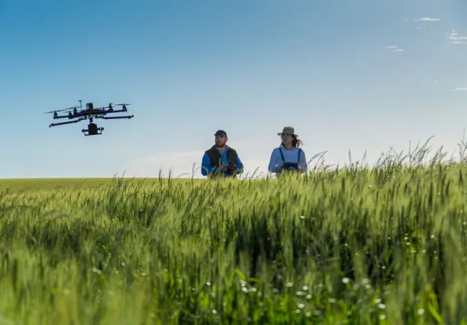drone flying in the wheat crop