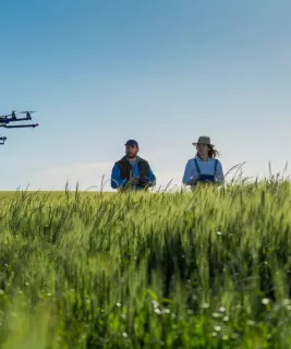 drone flying in the wheat crop