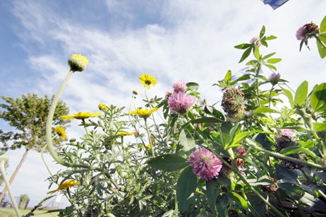 Operation Pollinator