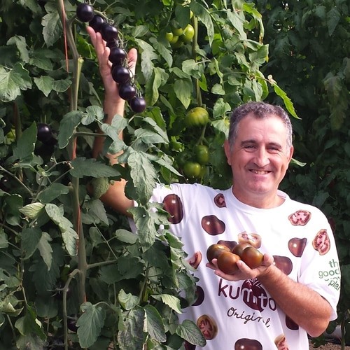 Tomato breeder Luis Ortega 