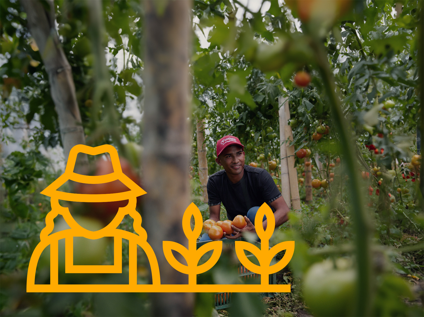 Worker picking tomatoes and smiling