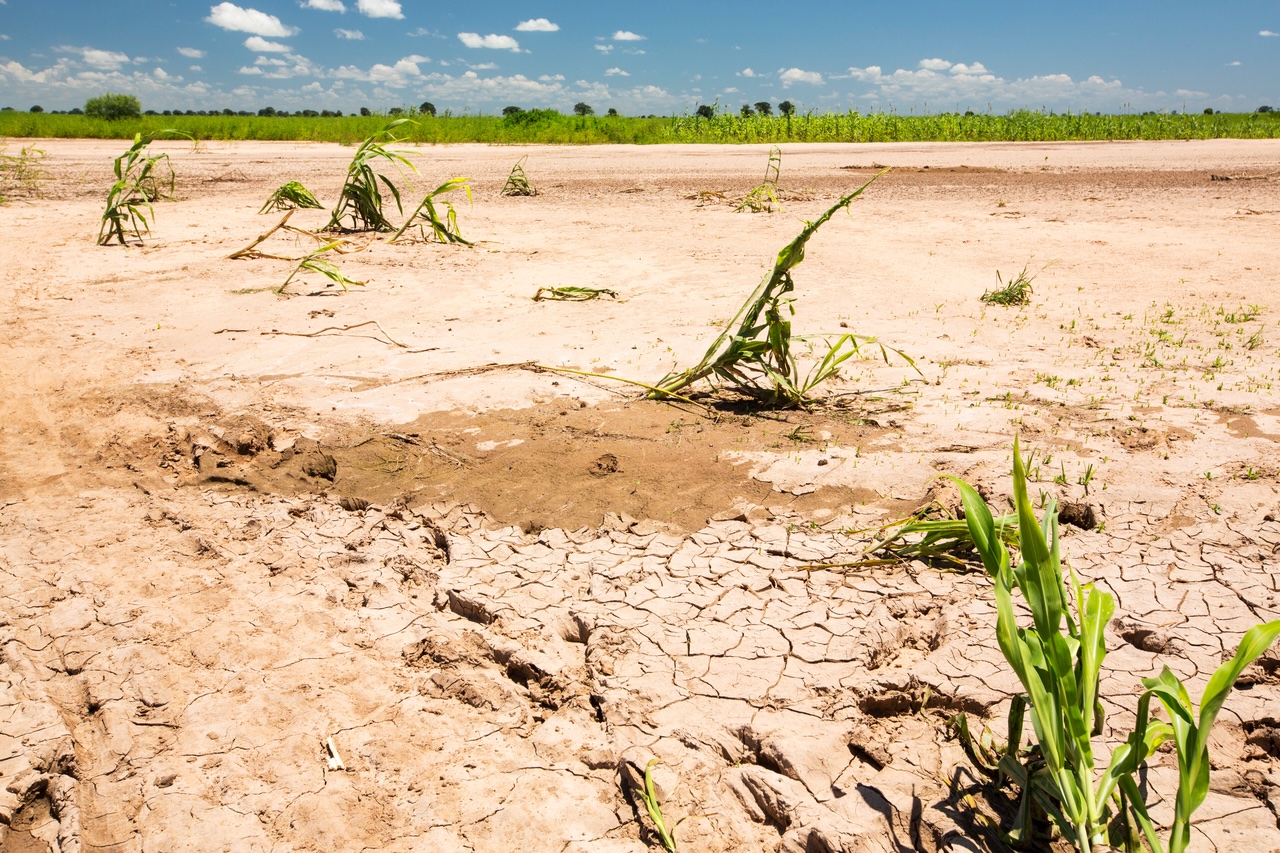 Maize crops destroyed by flood debris