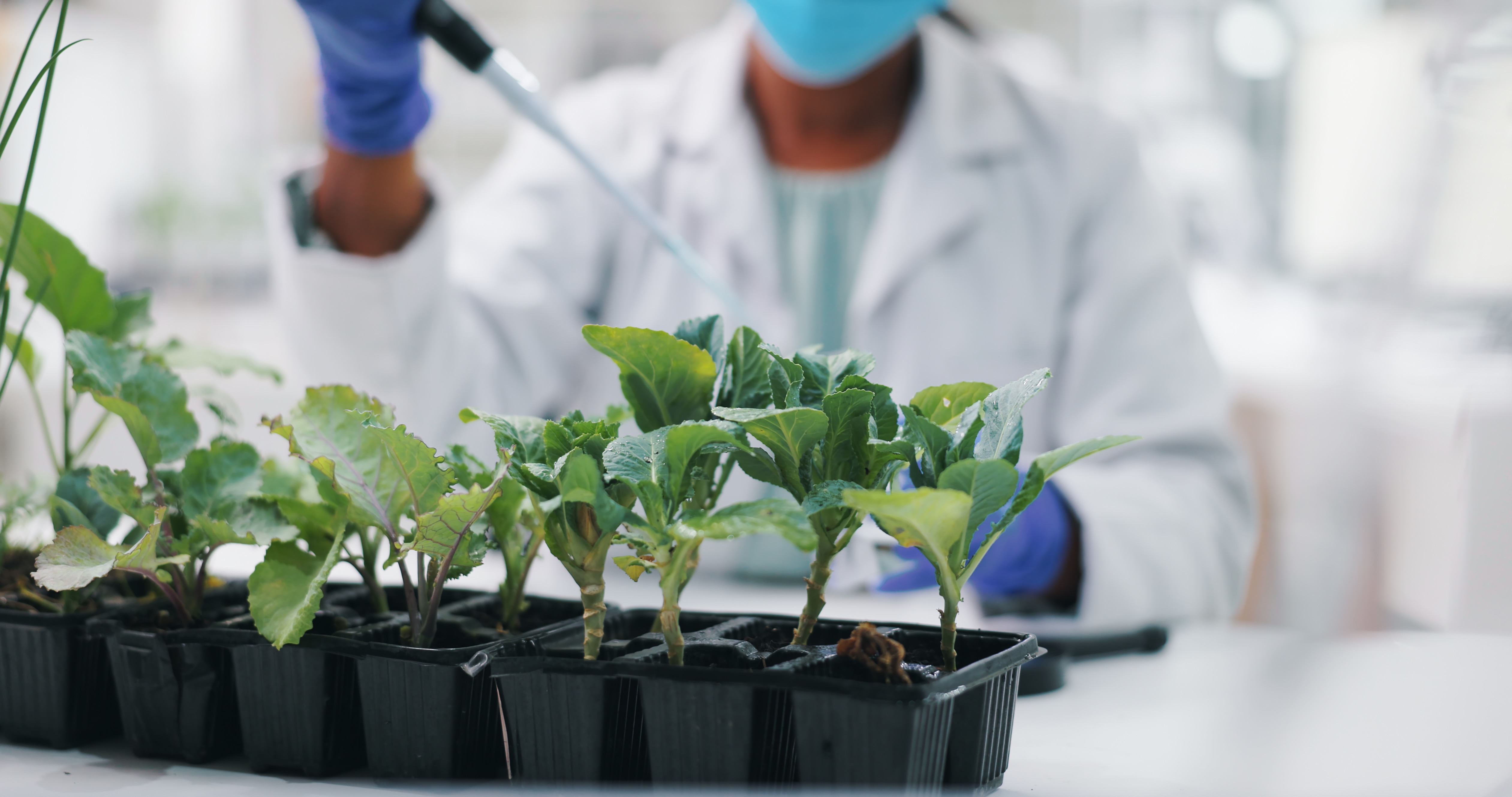 Plant research in a laboratory with a pipette