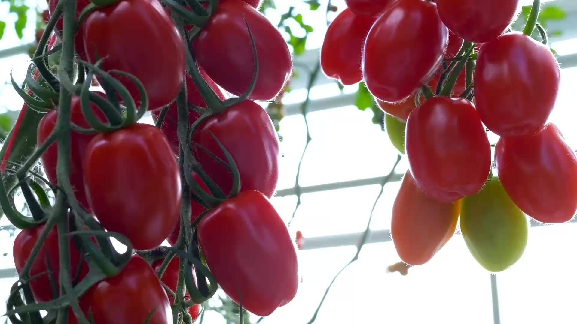 Using AI to breed tomorrow's tomatoes | Syngenta Group