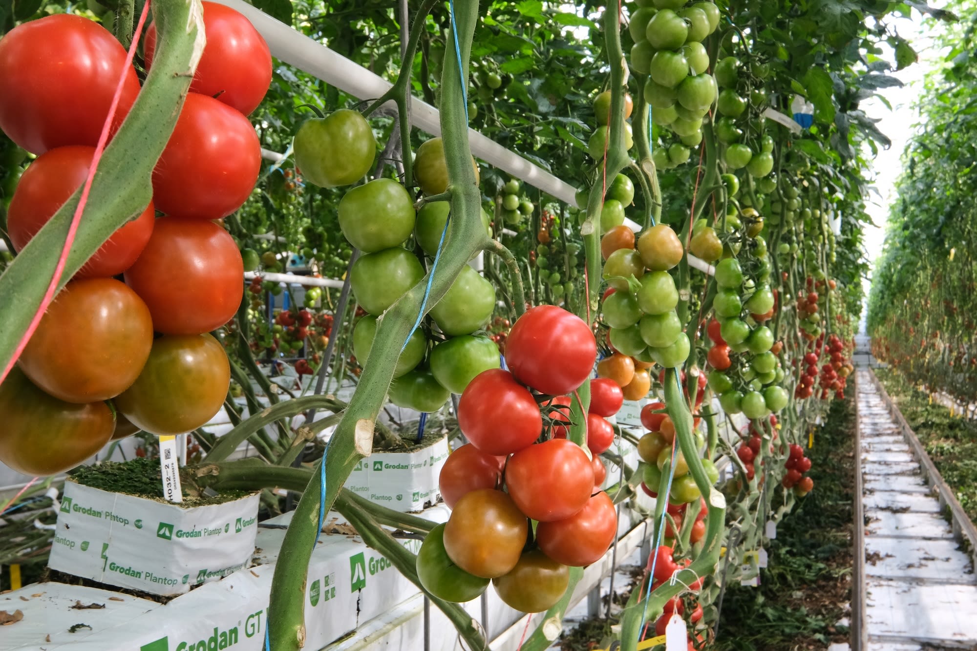 Using AI to breed tomorrow's tomatoes | Syngenta Group