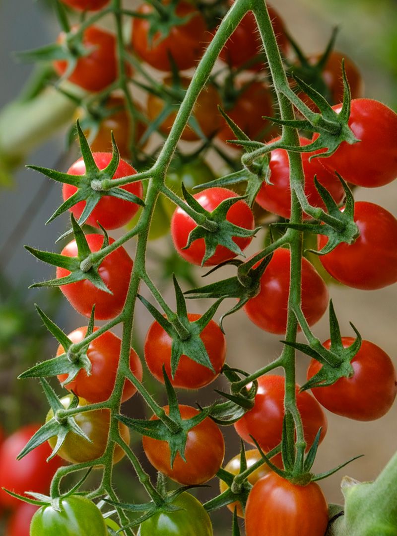 Using AI to breed tomorrow's tomatoes | Syngenta Group