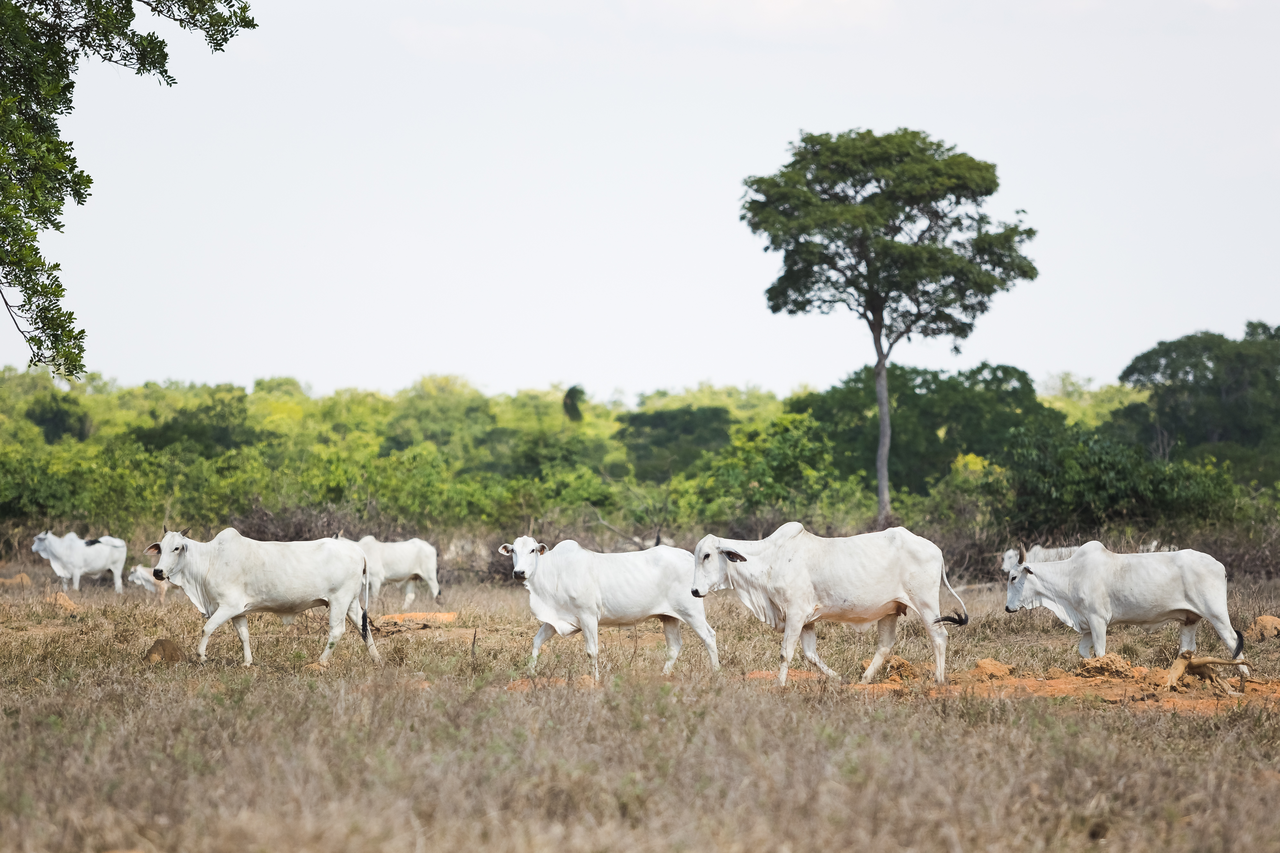 Conservation program in Brazil could lead to more profitable farms and ...