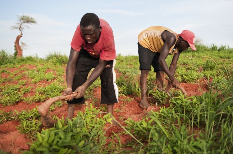 Farmers Farmers