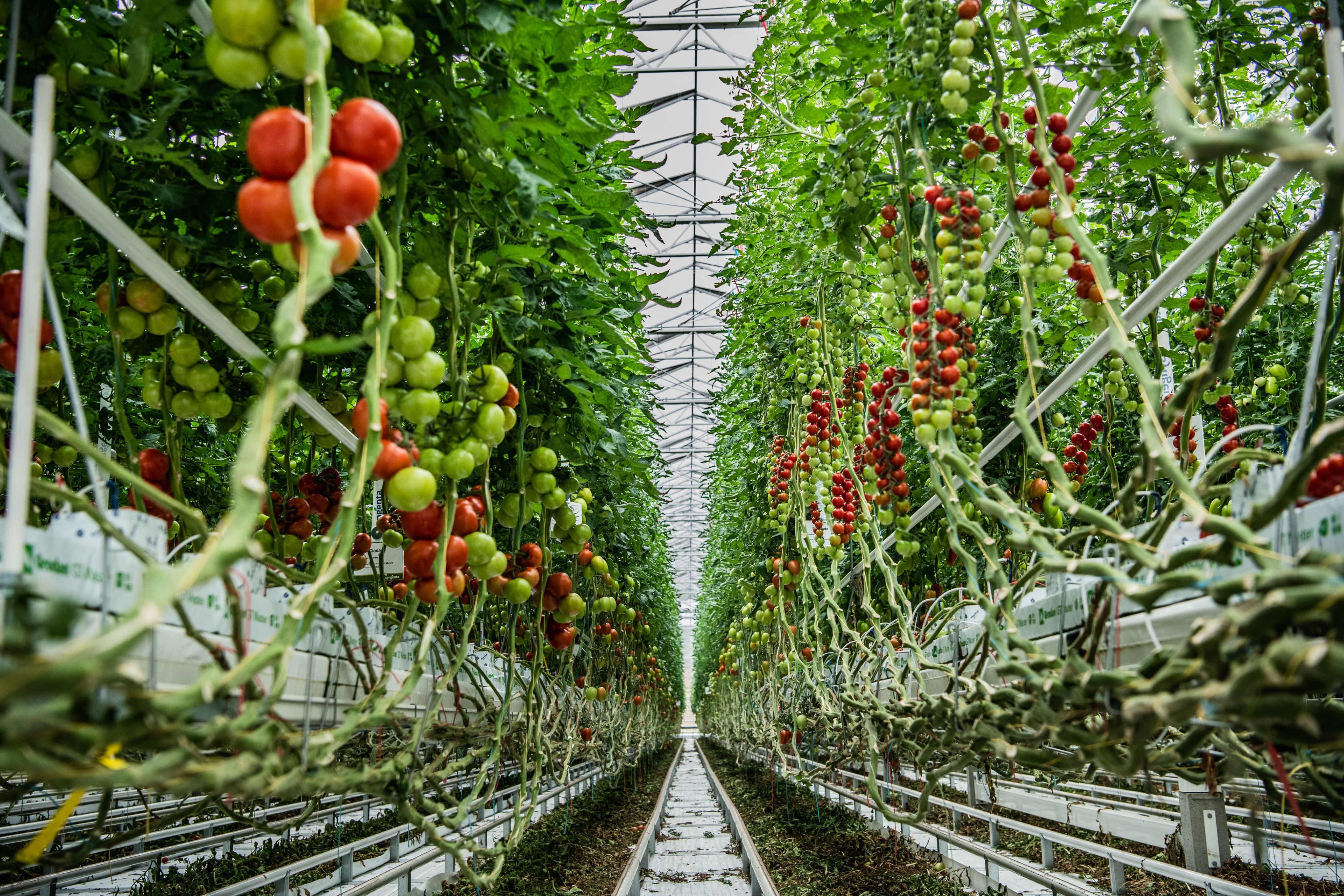 Sentient Tomato Syngenta's tomato seeds: proving their value to growers everywhere ...