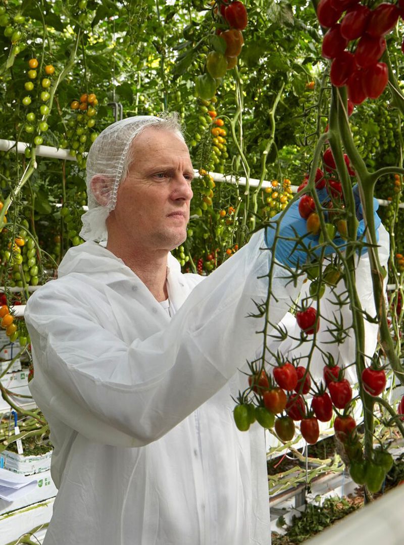 Arthur van&nbsp;Marrewijk, Active Greenhouse Technical Manager at Syngenta.