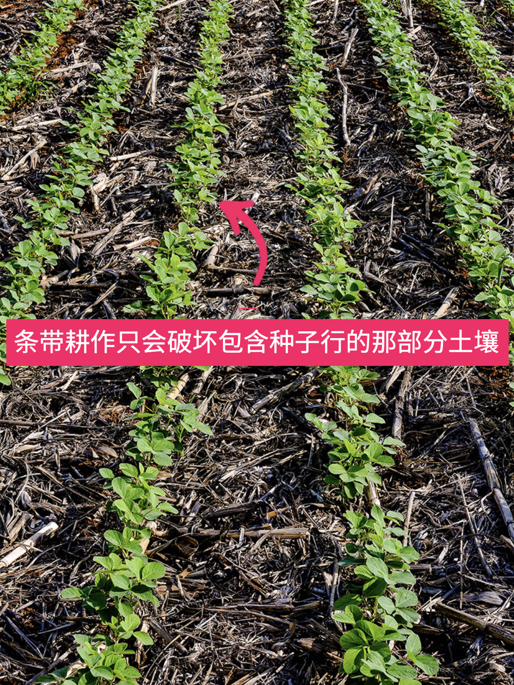土壤重建开拓者 | Syngenta Group