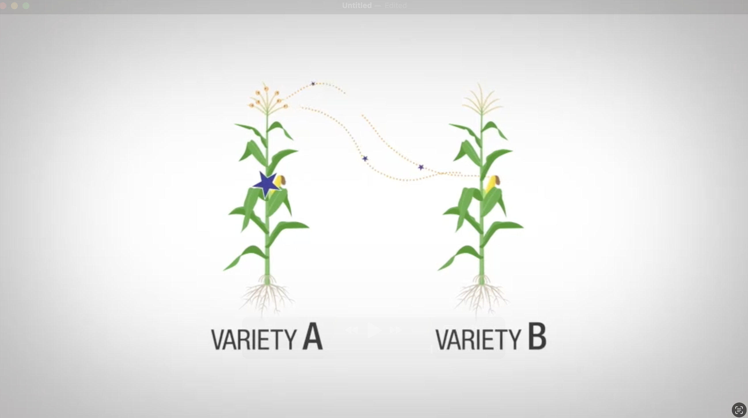 Hi Modifier The HI-Edit breakthrough | Syngenta Group