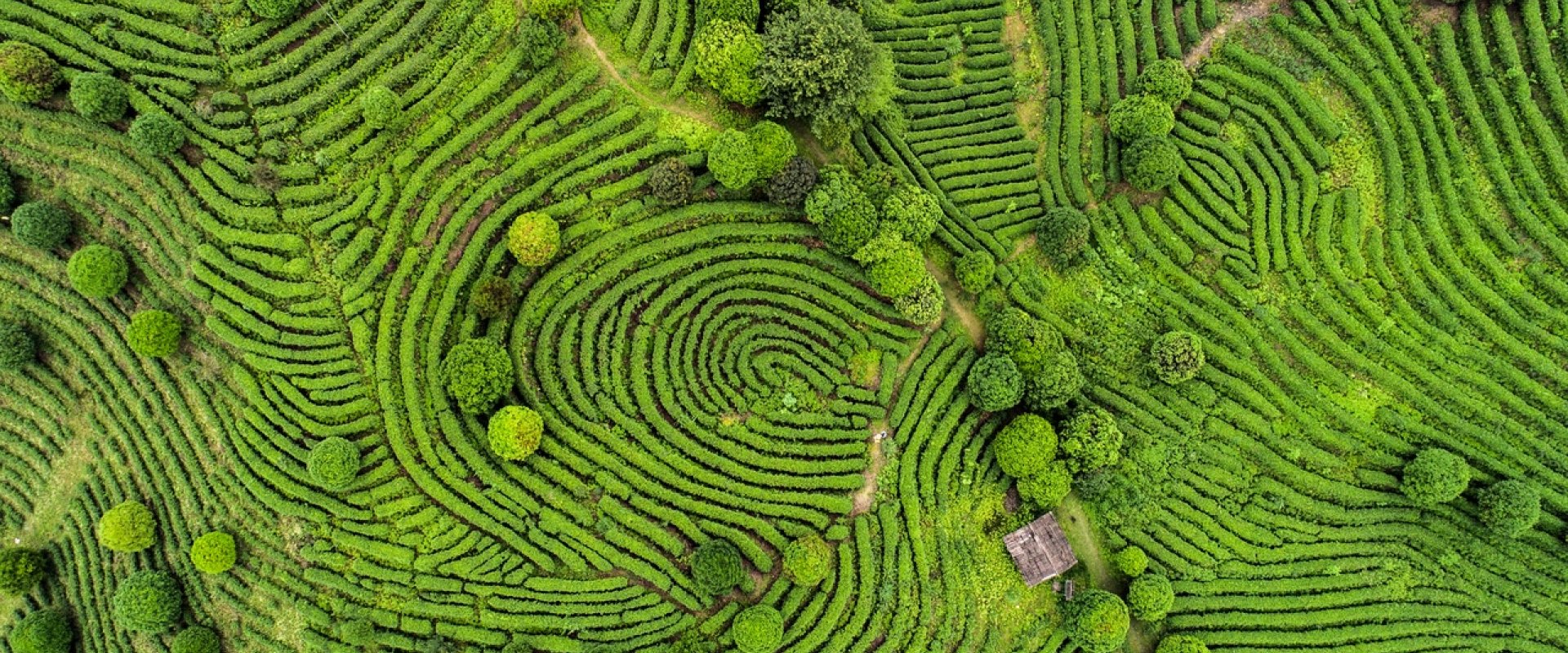 Aerial view of tea fields