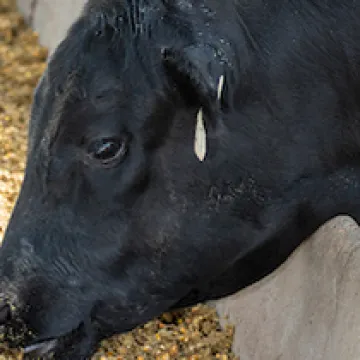 cow-image