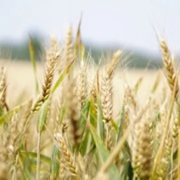 Syngenta Group opens world-class manufacturing plant in Switzerland
