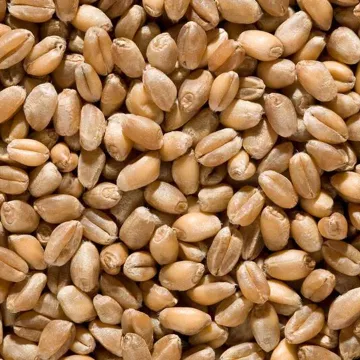 Barley seeds