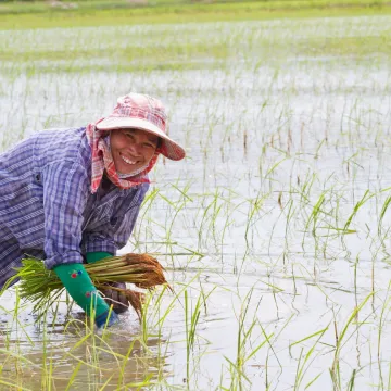 Syngenta and Kyoyu Agri partner on innovative rice herbicide
