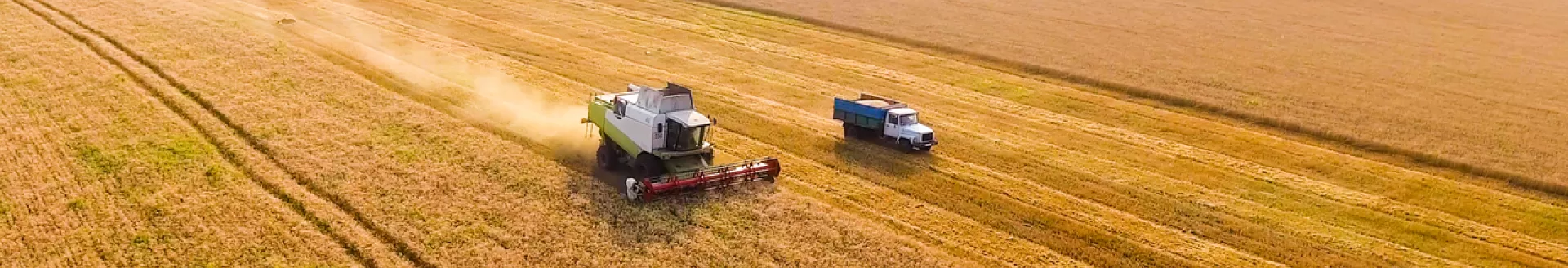 Combine harvester on a wheat field
