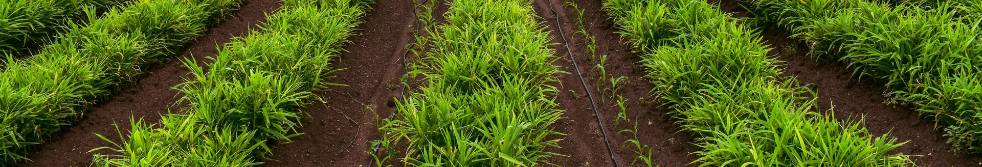 Ginger intercropping with corn