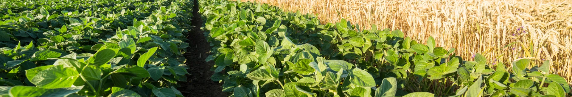 Close-up shot of green soybean field alongside ripe wheat