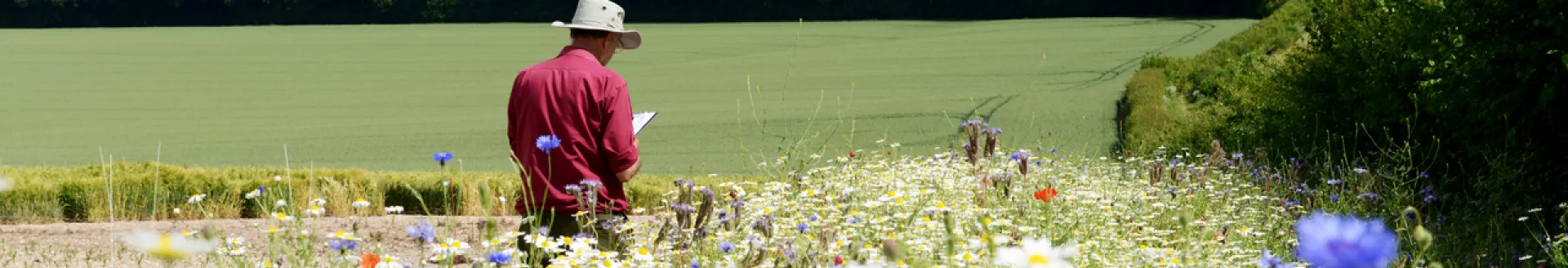 Annual wildflower mix