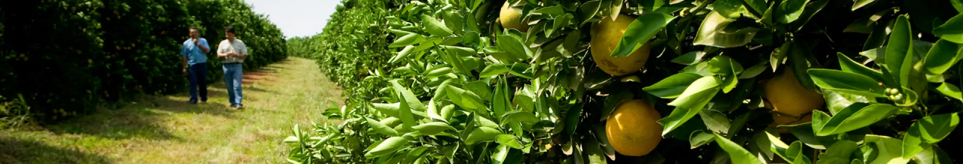 Farmers in orange plantation