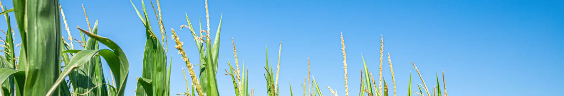 Corn Field