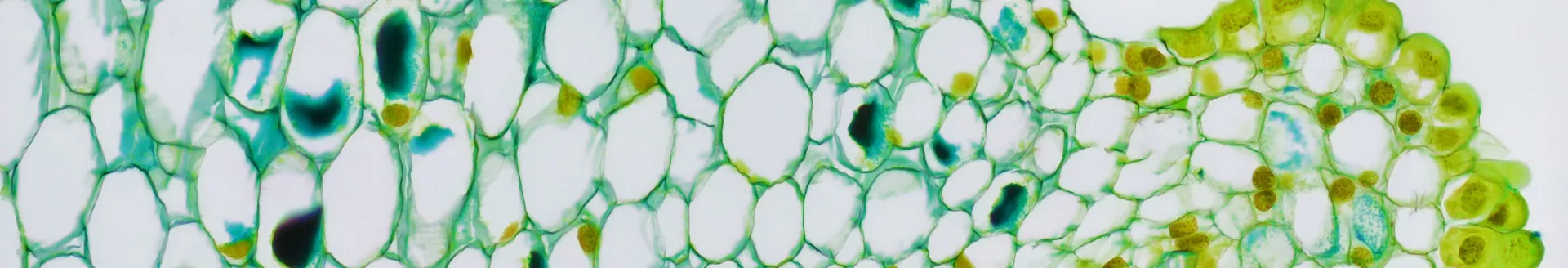 Sampling of stem tissues