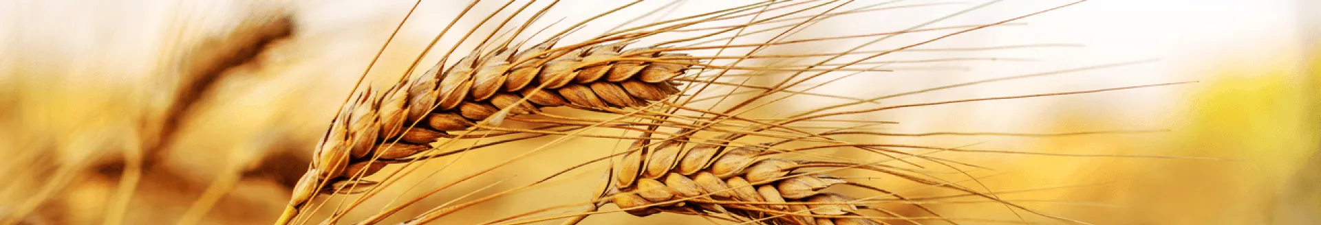 wheat growing on field against sky
