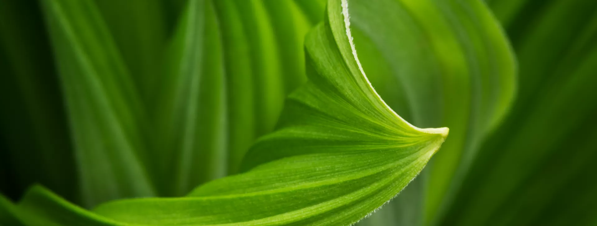 corn lilly leaf.