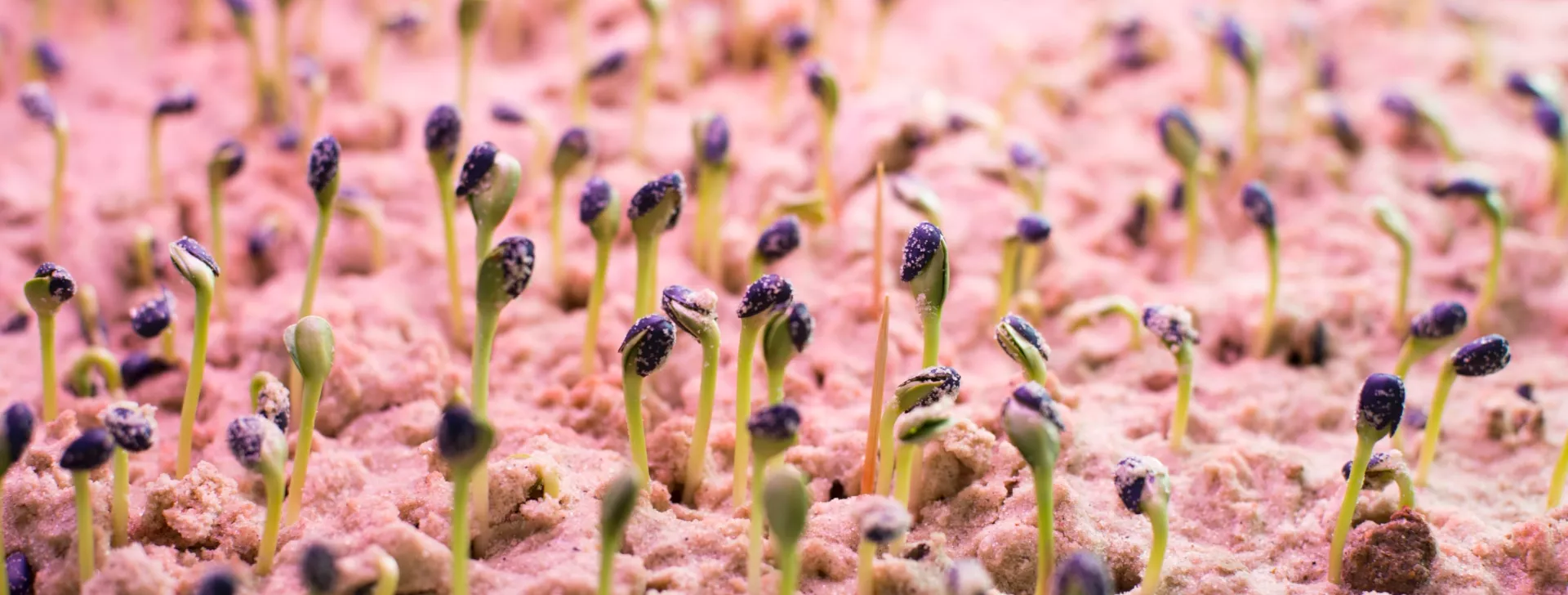 plant-growth-chamber_technical-and-laboratory-services