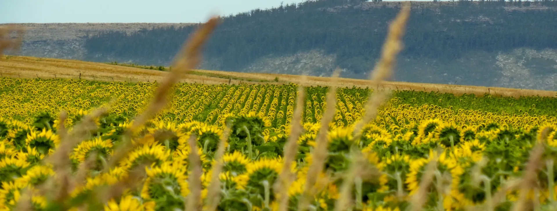 regen-sunflower-fields