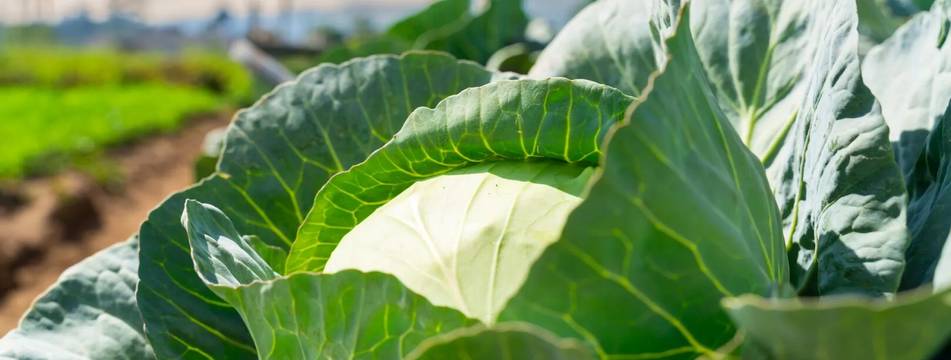 Cabbage 