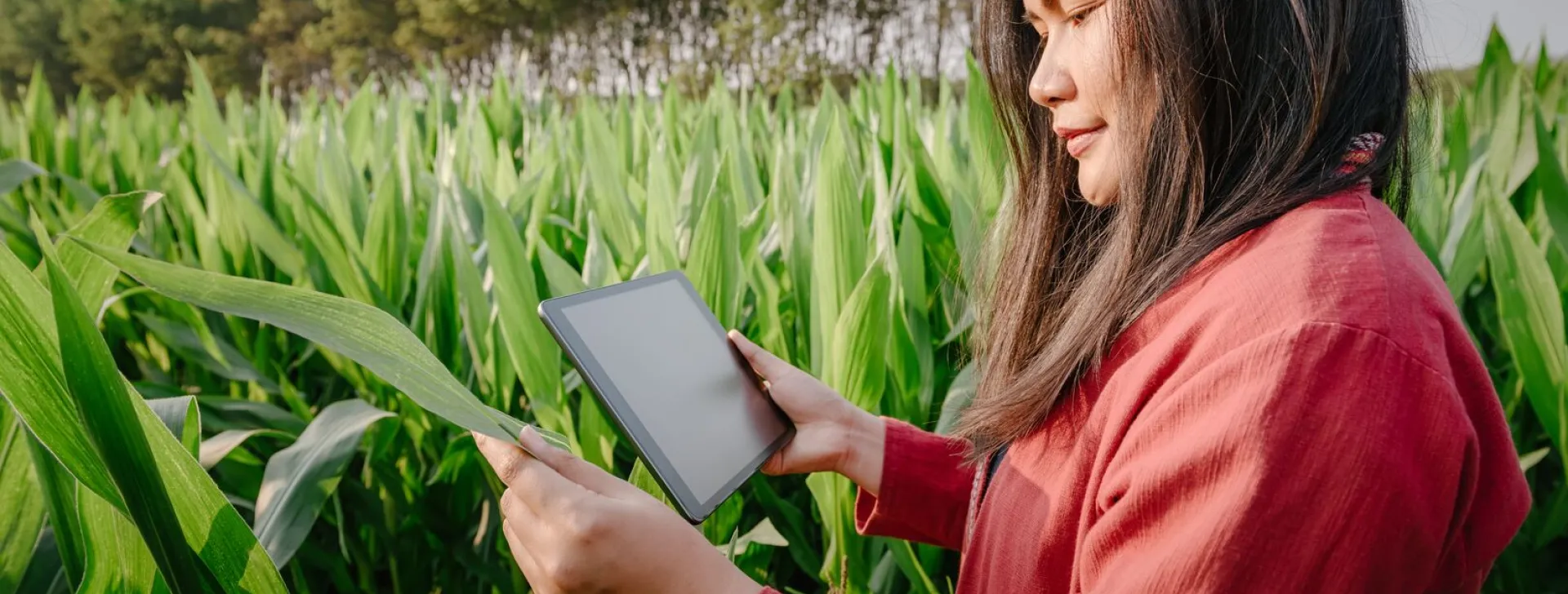 Portrait of Woman Farmer With Digital Tablet While Observing Plant Disease