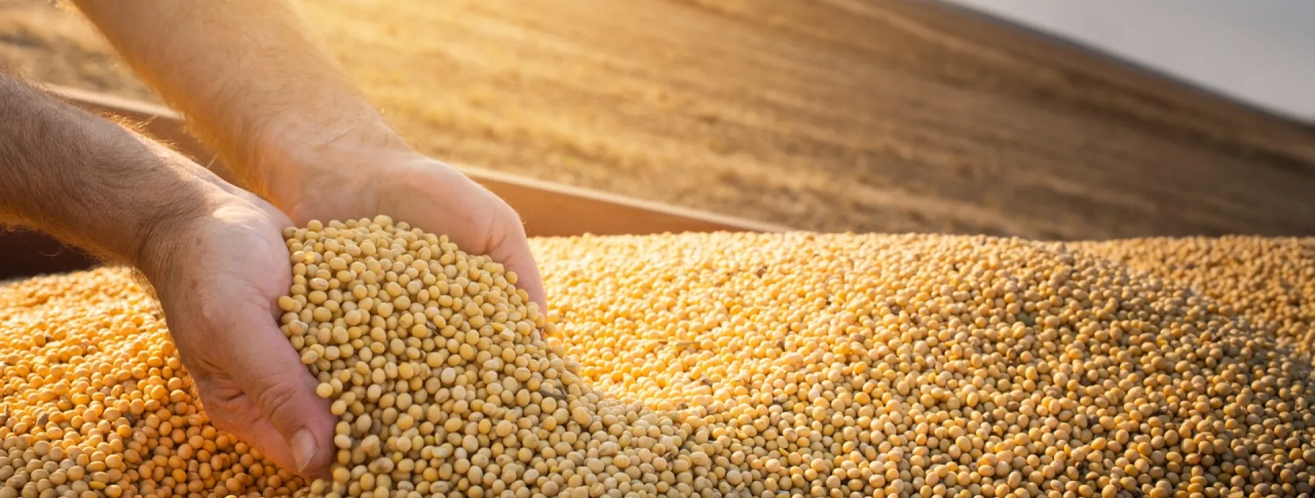 Wheat Farmer holing wheat grains