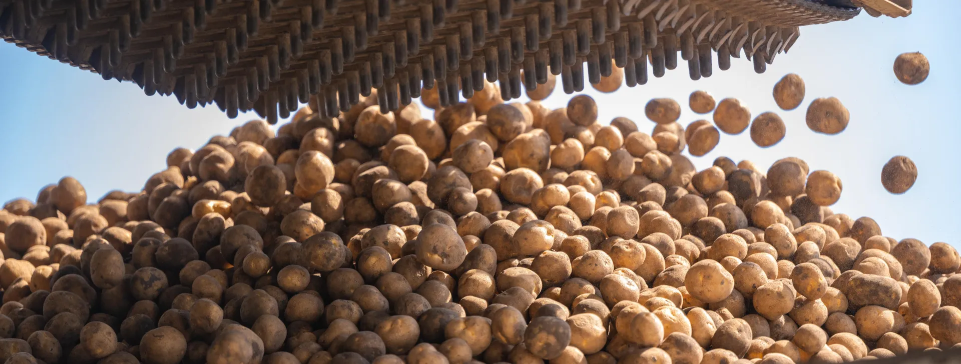 BlackGold Potato Farm