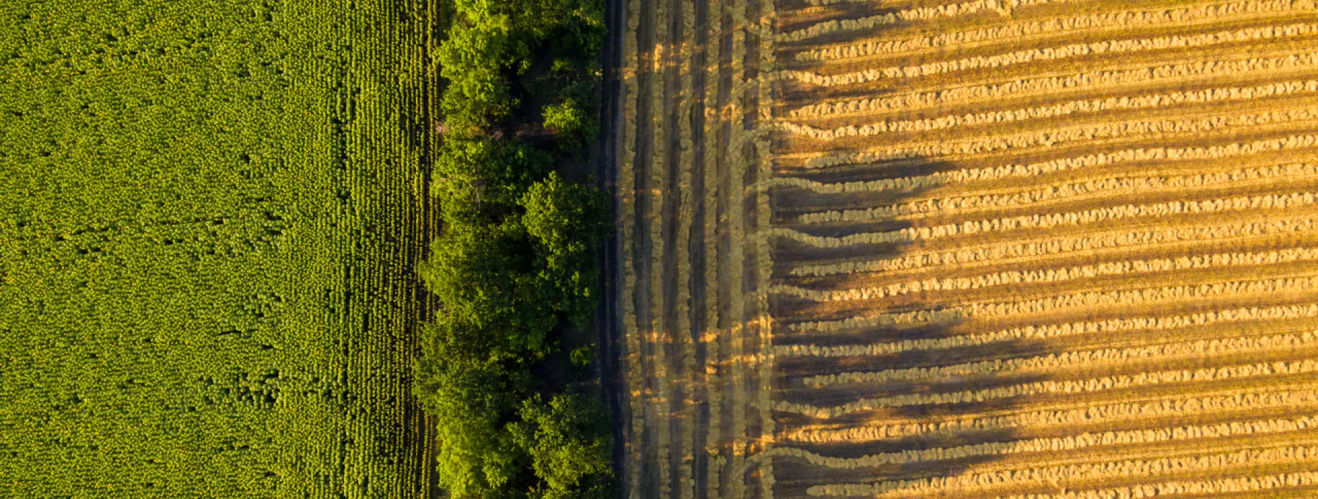 aerial view of a harvested wheat field