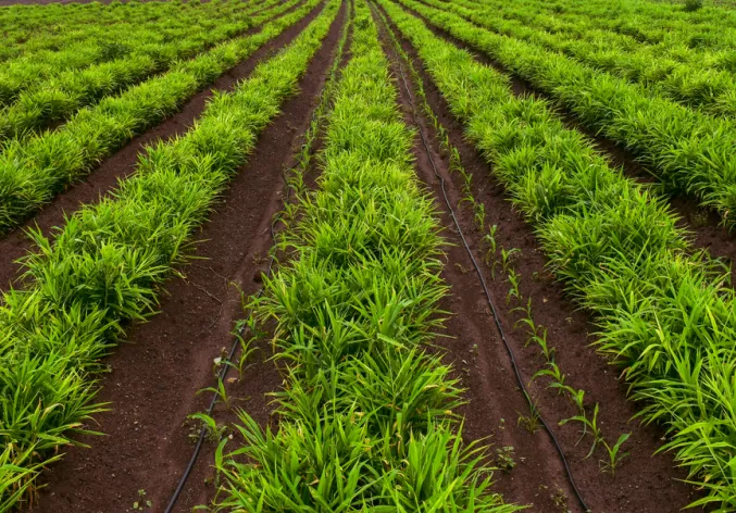 Ginger intercropping with corn