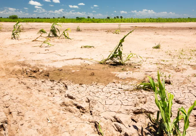 Maize-crops-destroyed-by-flood-debris