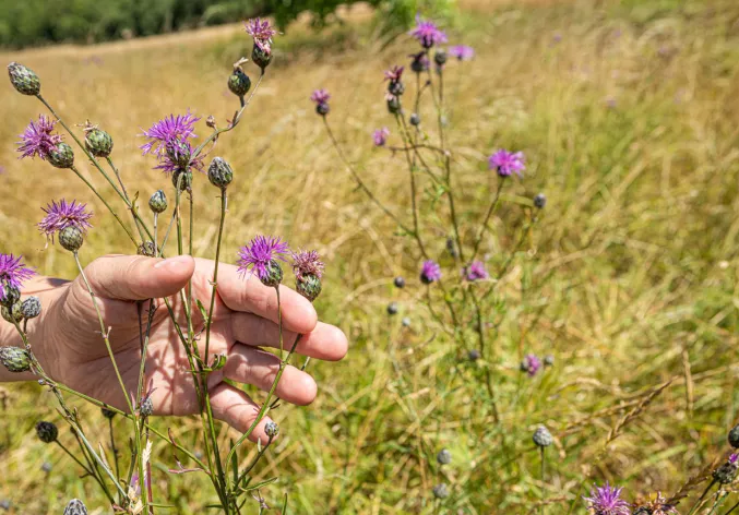 regenerative-agriculture-biodiversity