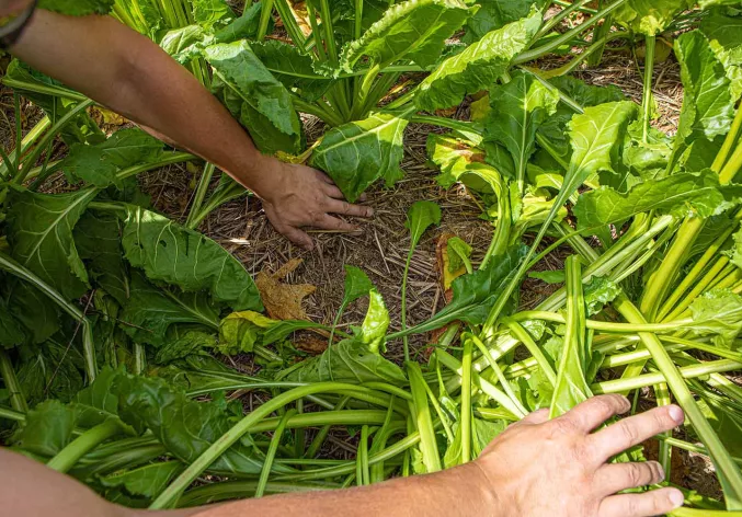 regenerative-agriculture-no-till-soil-austria