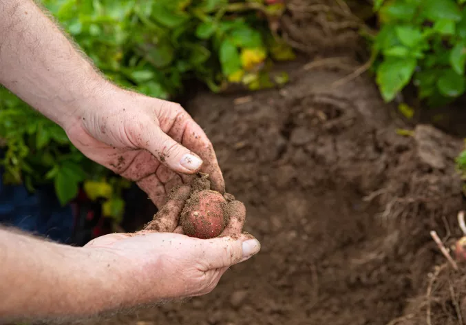 regenerative-agriculture-soil-potato