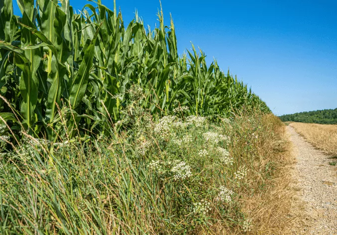 Regenerative-Agriculture-biodiversity-fieldmarigin