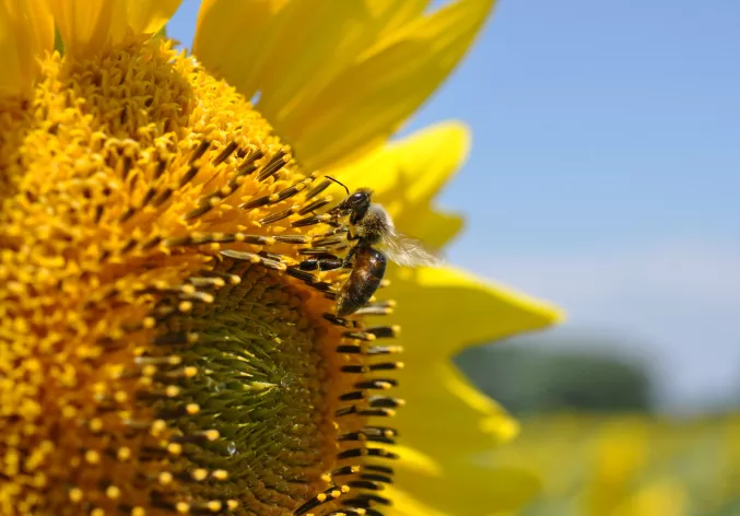 Bee on sunflower - biodiversity sensor