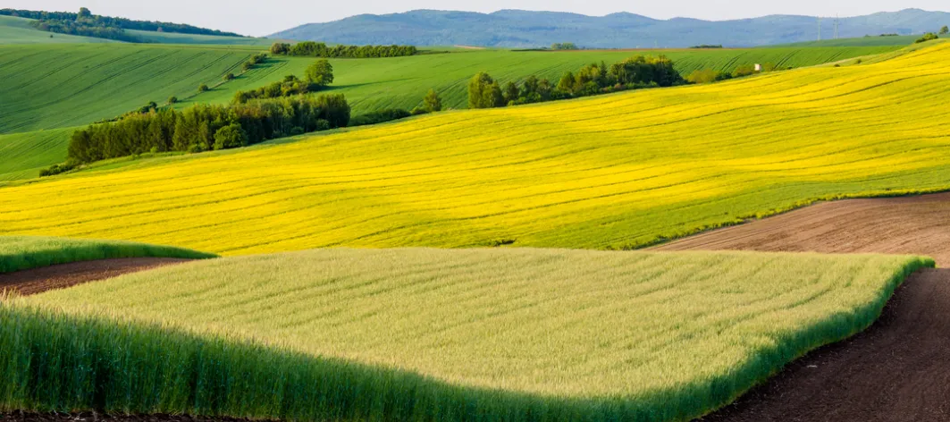 Rapeseed field