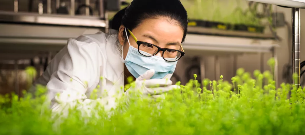 Scientist examining plants in laboratory