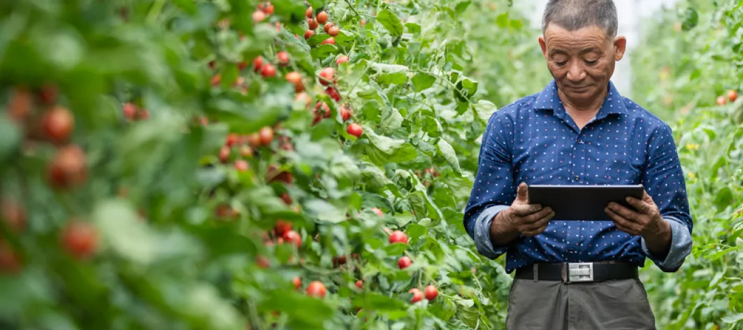 farmer in a tomato field