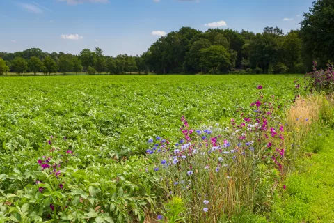 Flower-field-landscape