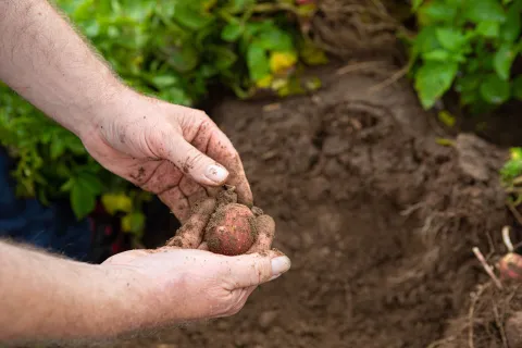 regenerative-agriculture-soil-potato